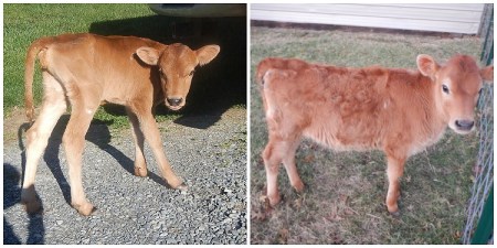 Jersey heifer calf