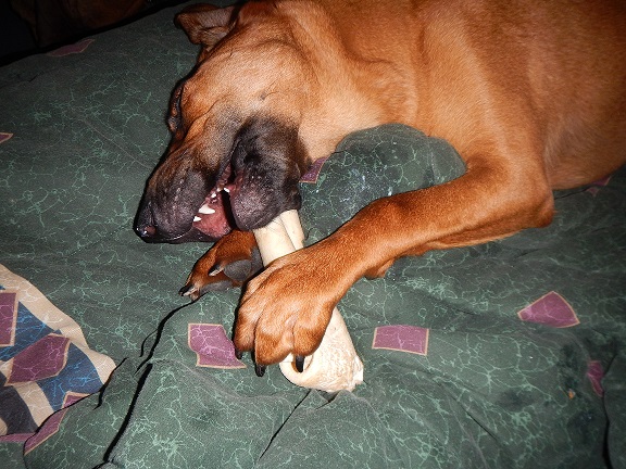 Bloodhound