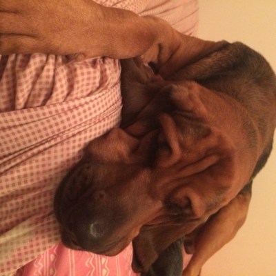 bloodhound sleeping