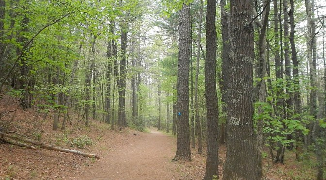 Horse Nettle Trail Poverty Creek Trail System Pandapas Pond