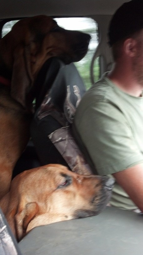 Traveling Bloodhounds