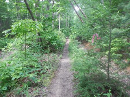 Conquer the Cove 25K Trail Race Carvin's Cove 25K