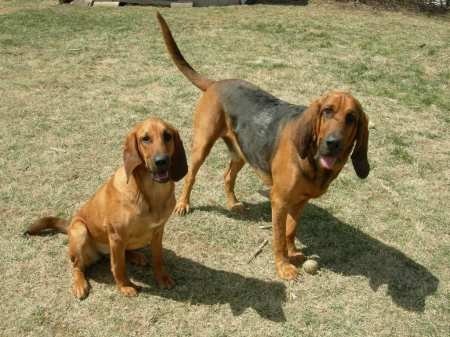 Bloodhounds