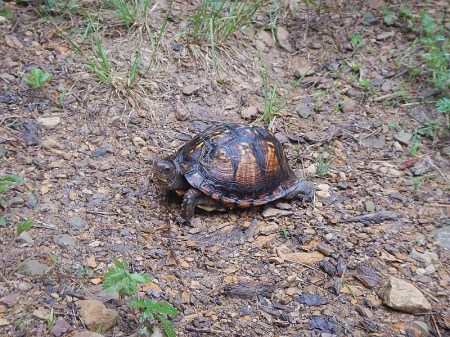 Draper Mountain Bike Trails