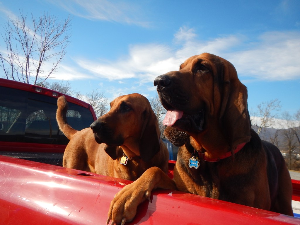 Blue Ridge Bloodhound Search & Rescue Bloodhound Man Trailing Bloodhound tracking