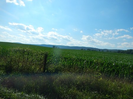 corn field