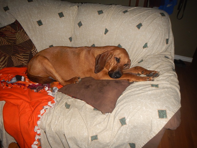 Bloodhound