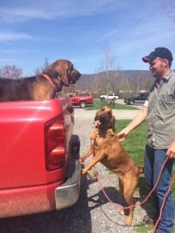 bloodhound search & rescue