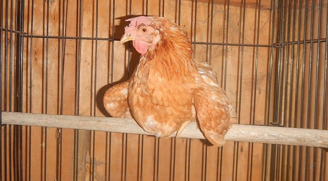 chicken roosting pole