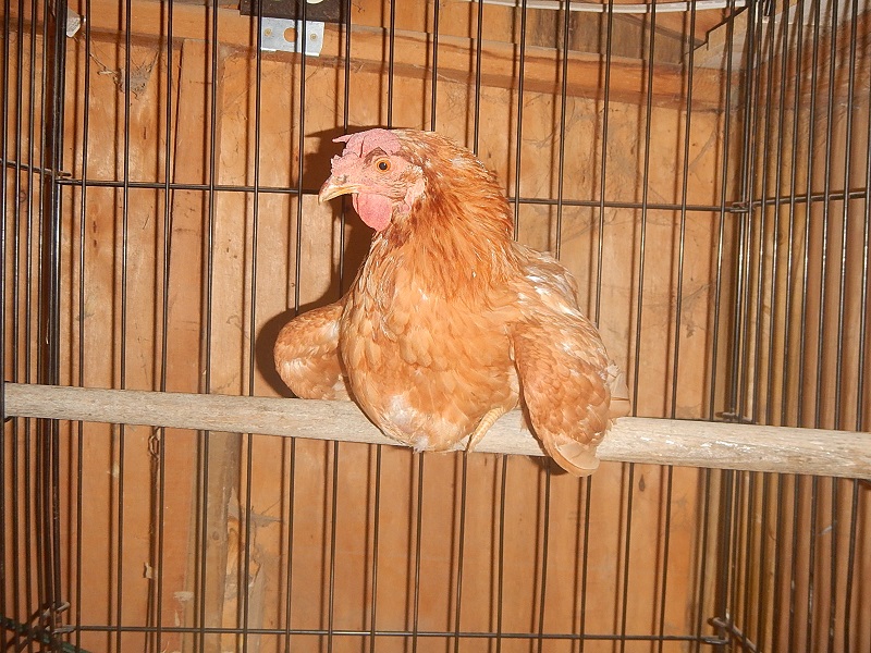 chicken roosting pole