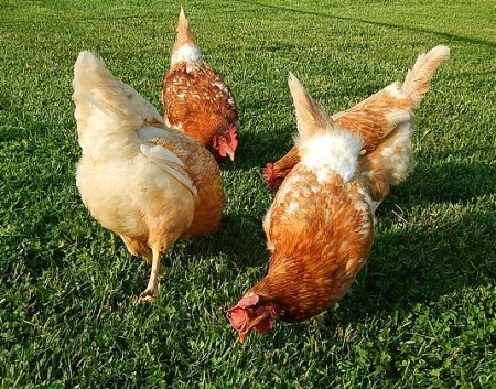 Red Sex Link Chickens