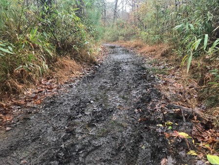 Seashore Nature Trail 50K Seashore 50K