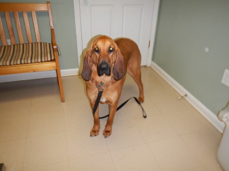 Bloodhound at the vet