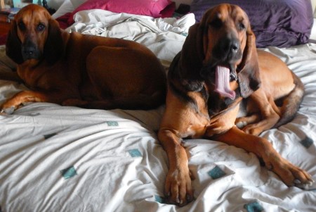 bloodhounds