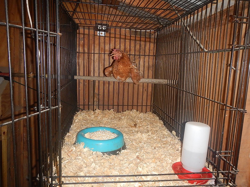chicken roosting pole