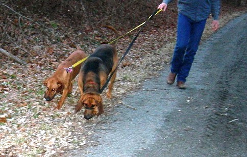 Bloodhounds