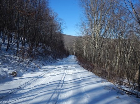 Trail Running Forest Road