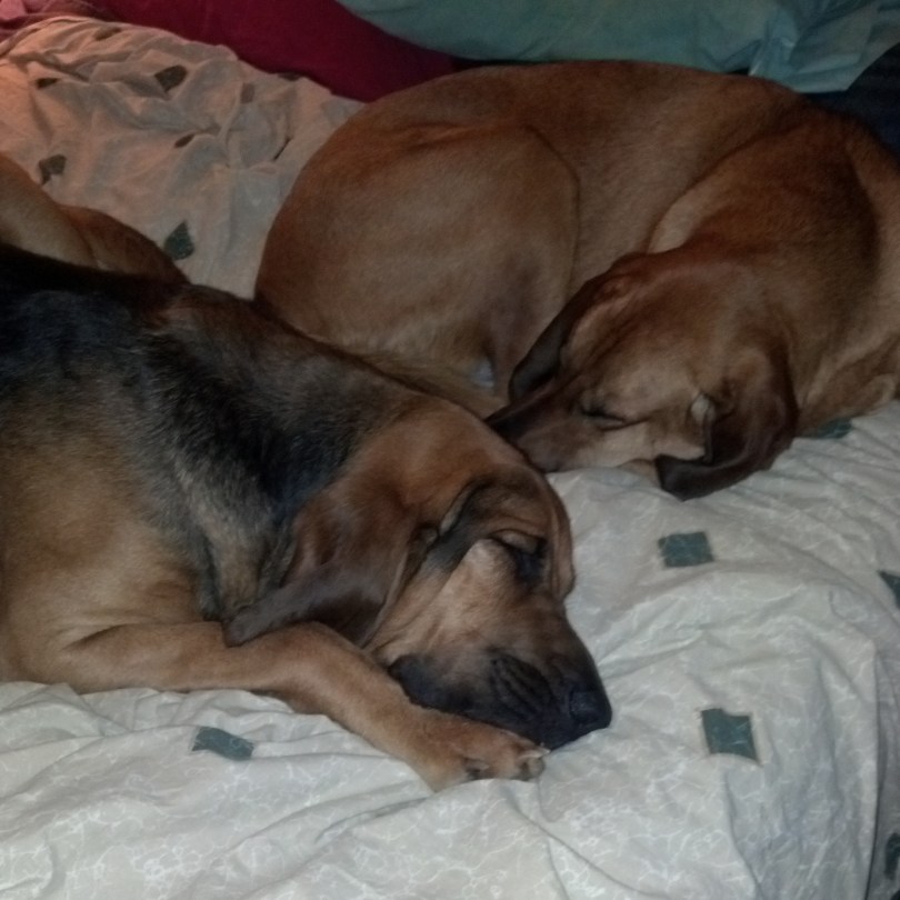 bloodhounds sleeping