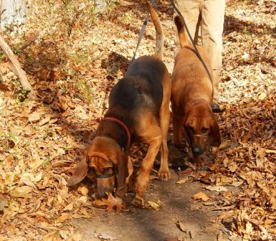 Bloodhounds