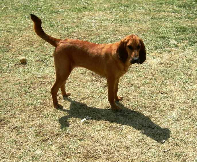 Bloodhound