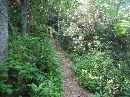 Jefferson National Forest Wolf Creek Day Use Area